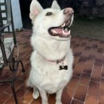 Plaquita Hueso acero inoxidable con charm