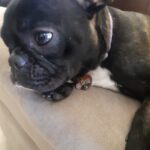 Plaquita corazón acero inoxidable con charm